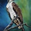 Harry the High River Osprey, 18" x 24", acrylic on canvas