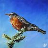 American Robin, 16" x 16", acrylic on canvas