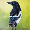 Spring Magpie, 11" x 14", acrylic on canvas
