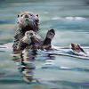 Sea Otters at Play, 18" x 24", acrylic on gallery canvas