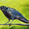 Okotoks Raven, 18" x 24", acrylic on canvas