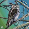 Great Horned Owl, 16" x 16", acrylic on canvas