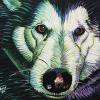 Wolf, 16" x 20", acrylic on canvas