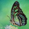 Malachite Butterfly, 16" x 16", acrylic on canvas