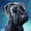Beau, 12" x 12", acrylic on gallery canvas