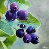Saskatoons, 16" x 16", acrylic on gallery canvas